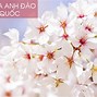 Mùa Hoa Anh Đào Tại Hàn Quốc